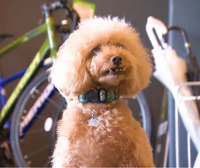 犬について質問です きょうのわんこを見ていて 犬の歯に驚きました Yahoo 知恵袋