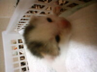 子猫の目やにを取る方法を教えてください 近所の野良の子猫の目やにがひど Yahoo 知恵袋