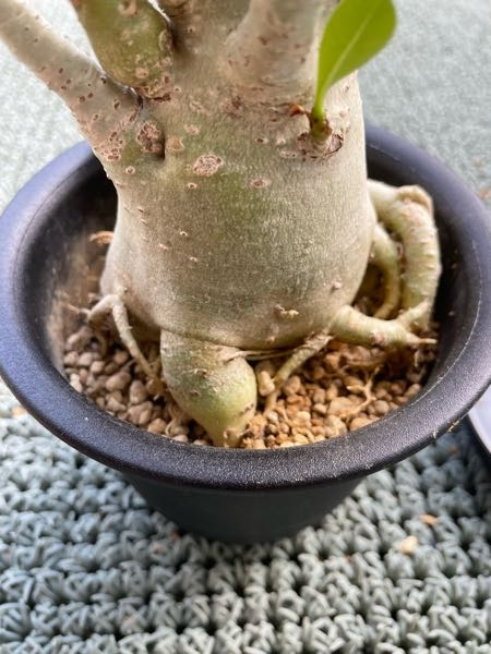 アロエに花が咲きましたどのようにしたらいいのでしょうかアロエの花 Yahoo 知恵袋