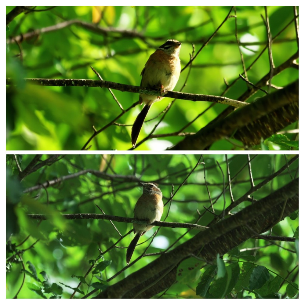 ホオジロさん撮れたと思ったのですが よく見かけるホオジロは高い位置で周りは Yahoo 知恵袋