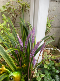 この花は何という花ですか 斑入りヤブランです Yahoo 知恵袋
