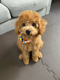 トイプーは顔が可愛い子とブサイクな子で差が激しいですが 柴犬はみんな可愛い顔 Yahoo 知恵袋