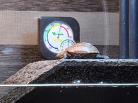 クサガメの幼体を飼い始めて１ヶ月の初心者です餌はカメプロスを毎日 Yahoo 知恵袋