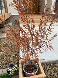 アカシアブリスベーンワルトという物なのですが購入時緑色だった物が数日前から Yahoo 知恵袋