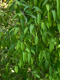この植物は自然薯でしょうか 少し前まで白い鈴のような花がついていました 自 Yahoo 知恵袋