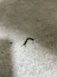 これってなんの虫ですか ムカデの赤ちゃんですか 大きさは小さめなのですが Yahoo 知恵袋