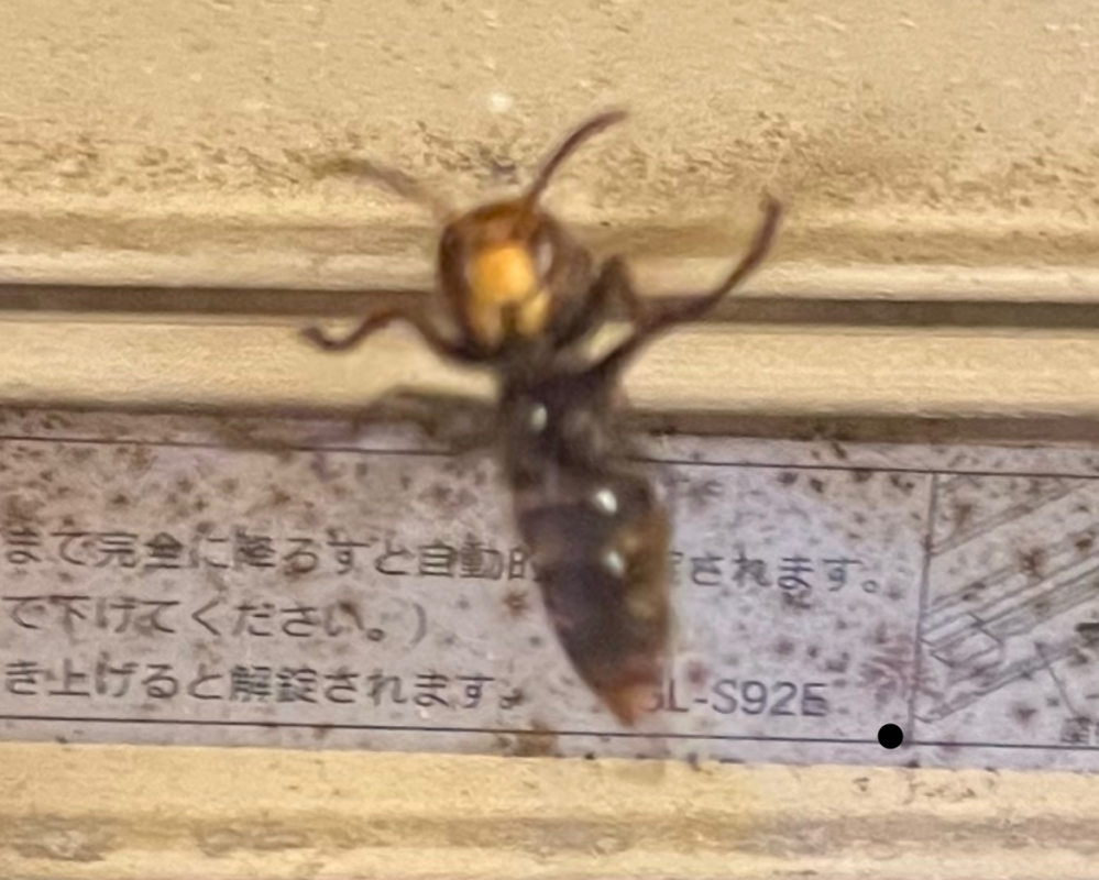 夜急にシャッターと窓ガラスの隙間に蜂が入ってきました 毎年この時期にな Yahoo 知恵袋