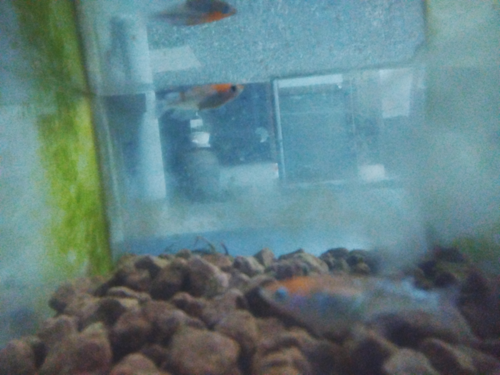 個人でいろいろ入った針子を買って育てたんですが何というメダカかわ Yahoo 知恵袋