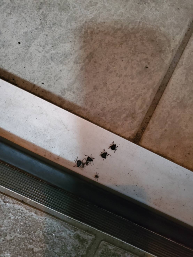 玄関のドアのフチに黒い虫が何匹か固まっていました ぎりぎり家の中 Yahoo 知恵袋