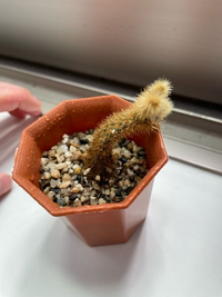 サボテンが横になって細くなってしまいました 根腐れしてしまったのですか Yahoo 知恵袋