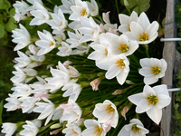父の庭に白い綺麗な花が咲き始めました この花の名前を教えてください Yahoo 知恵袋