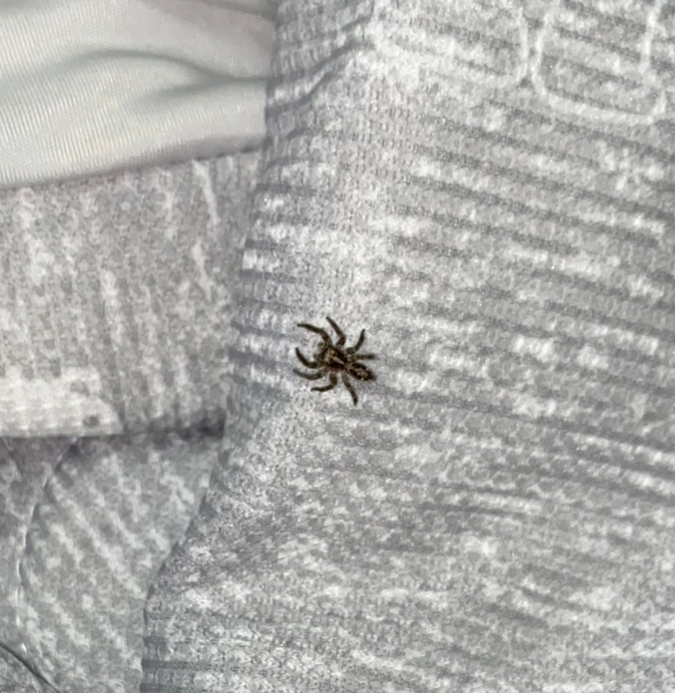 写真の蜘蛛をたまに部屋で見かけるのですが なんという名前の蜘蛛で Yahoo 知恵袋