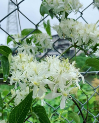 この花はなんと花でしょう 川土手や山に今の時期咲いています 匂い Yahoo 知恵袋