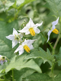 この花の名前を教えて下さい ワルナスビです Yahoo 知恵袋