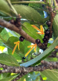 プラムの木なんですが これって虫の卵ですか 駆除すべきですか 虫だったら何 Yahoo 知恵袋