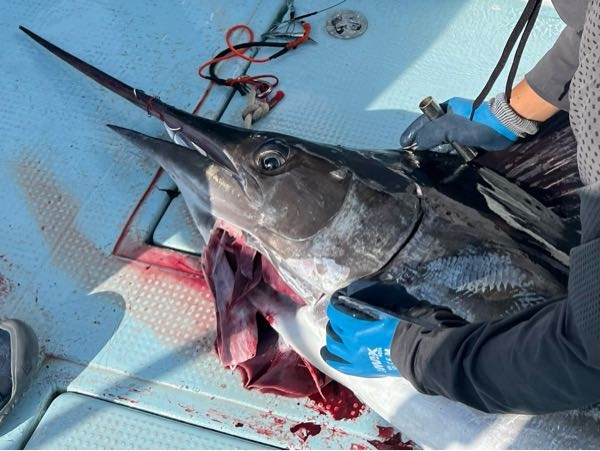 太平洋で釣れました なんというカジキですか よろしくお願いします Yahoo 知恵袋