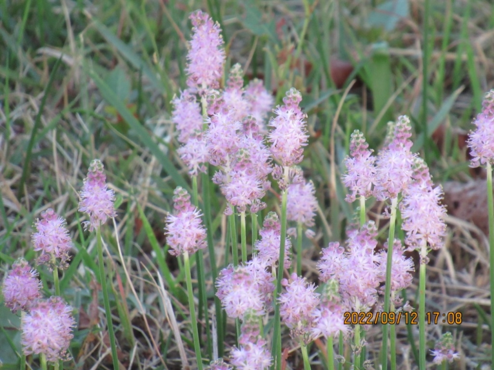 河川敷に咲いていたこの花の名前を教えて下さい ツルボでしょ Yahoo 知恵袋