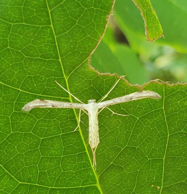 なんだか妖精 仙人 みたいな虫 蛾 が葉っぱを食べているようです Yahoo 知恵袋