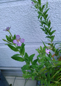 昨日 雑草の花が咲きました 名前を知っている方 教えてくれませんか 初投稿 Yahoo 知恵袋