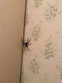 この蜘蛛は毒蜘蛛でしょうか 赤ちゃんがいるためとても怖いです アシダ Yahoo 知恵袋