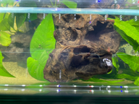 アクアリウムの陰性水草水槽を最近立ち上げたのですが 流木や水草に添付のよう Yahoo 知恵袋