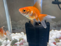 金魚がこのようなフンをしています なにかの病気でしょうか 餌を３ Yahoo 知恵袋