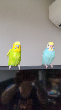 セキセイインコです 二羽の性別分かりますか左の子 黄緑 が6ヶ月右の子 う Yahoo 知恵袋