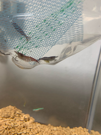 チェリーシュリンプが になり1匹になってしまったので本日5匹お迎 Yahoo 知恵袋