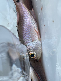 写真付き 海の魚の名前教えてください 小さくてピンクがかってま Yahoo 知恵袋