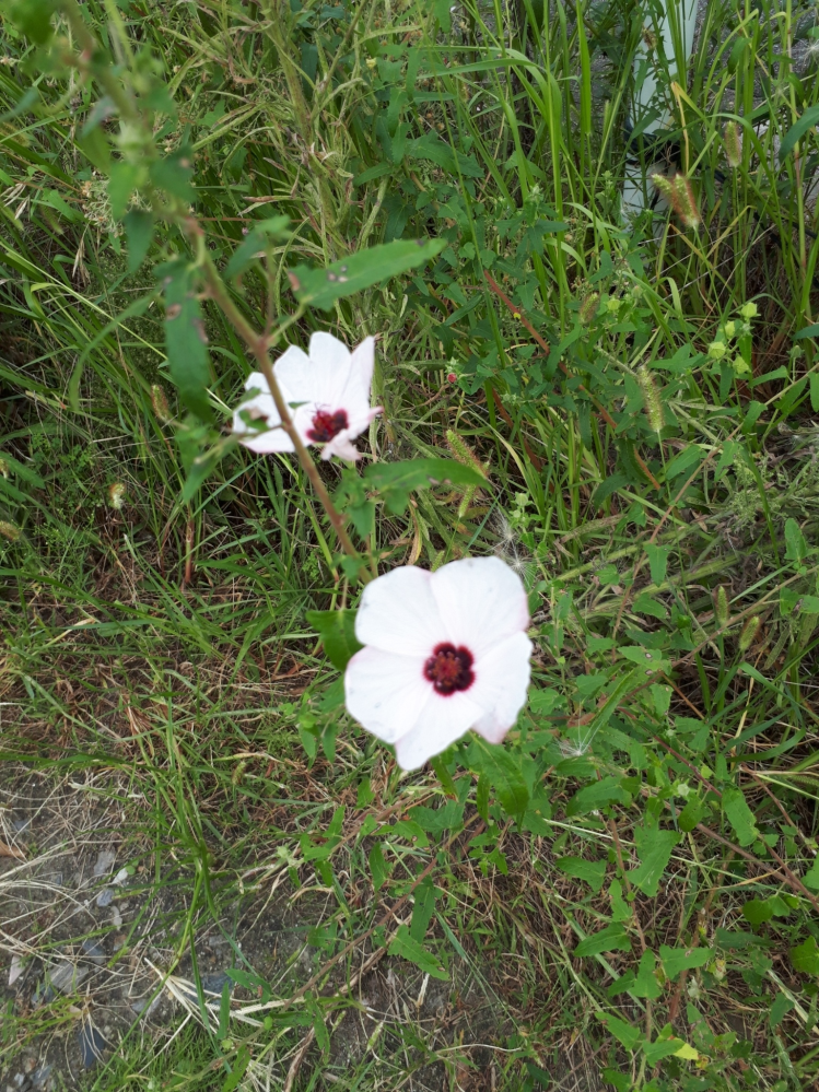 この花はなんという花でしょうか ムクゲのような感じなのですが どうにも雑草 Yahoo 知恵袋