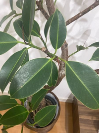 観葉植物の葉に白い斑点があるのですが 何かの病気でしょうか 初心 Yahoo 知恵袋