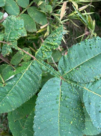植物の葉 ヌルデ がこの様にブツブツなのは何が原因なのでしょうか Yahoo 知恵袋