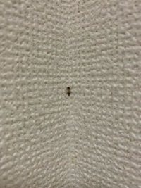 この虫の名前が知りたいです 部屋の角にいました 大きさは1mm 2mm位で Yahoo 知恵袋