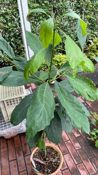 この植物の名前が知りたいのですが ご存知の方お知恵をお貸し下さい 寒さに弱 Yahoo 知恵袋