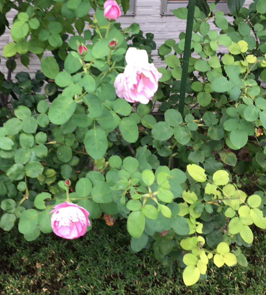 バラの挿し木について 今 初めてバラの挿し木をしてみています 一応室 Yahoo 知恵袋