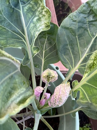 今年初めて家庭菜園で芽キャベツを育てて見ました 2本育てているう Yahoo 知恵袋