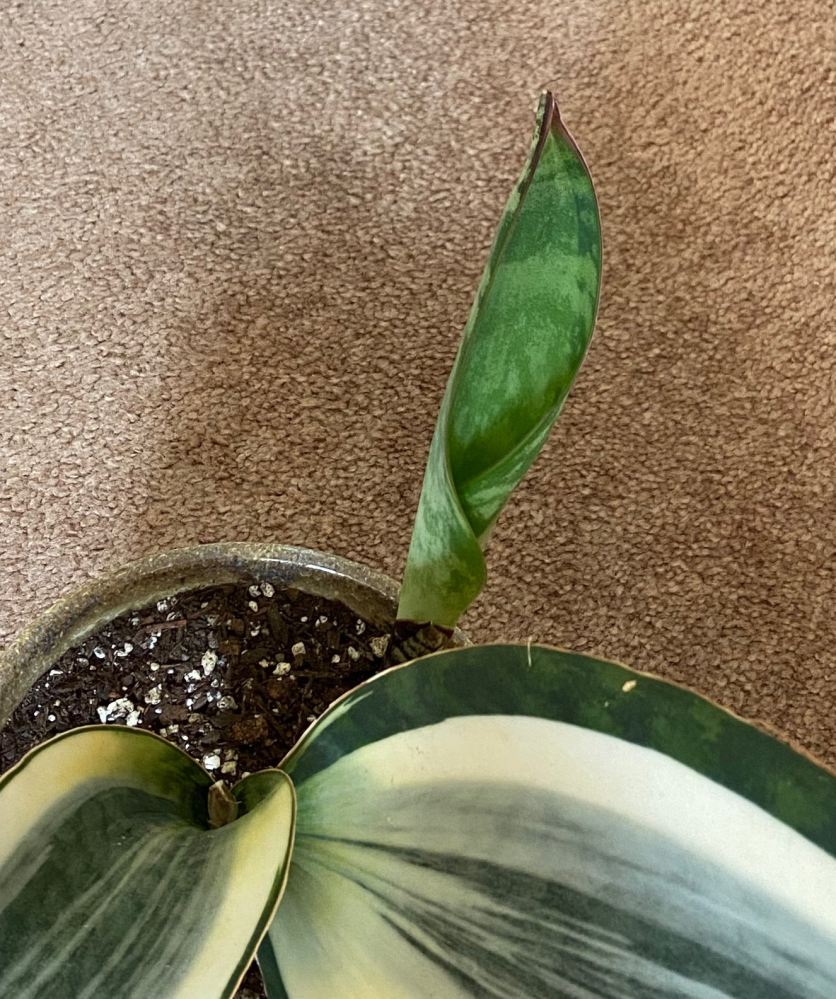 サンスベリアの先祖返りについて質問させて下さい。サンスベリアマッ