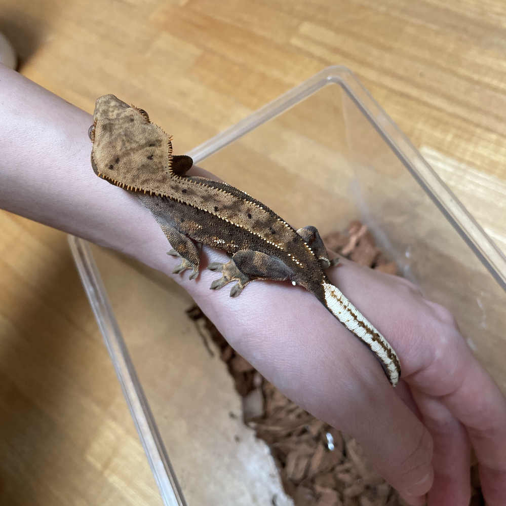 クレステッドゲッコー（ヤモリ）飼育キット一式