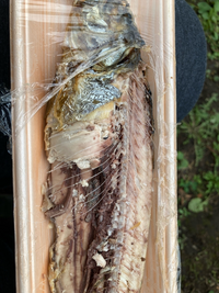 にしんの塩焼きを作るときに 頭エラ内臓ってどうしますか Yahoo 知恵袋