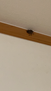 これは何の虫ですか 部屋の壁にいました 朝起きたらここから居なく Yahoo 知恵袋