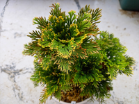 教えて頂けますか 名前の解らない イワヒバ を貰いました 昔 有名な種類だ Yahoo 知恵袋