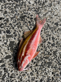 ヒラメ マゴチ用リールについて ヒラメ マゴチをルアーで狙いたい Yahoo 知恵袋