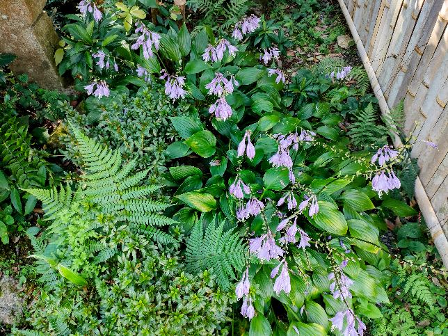 この花の名前を教えて下さい 宜しくお願い致します 赤山禅院という京都のお寺 Yahoo 知恵袋