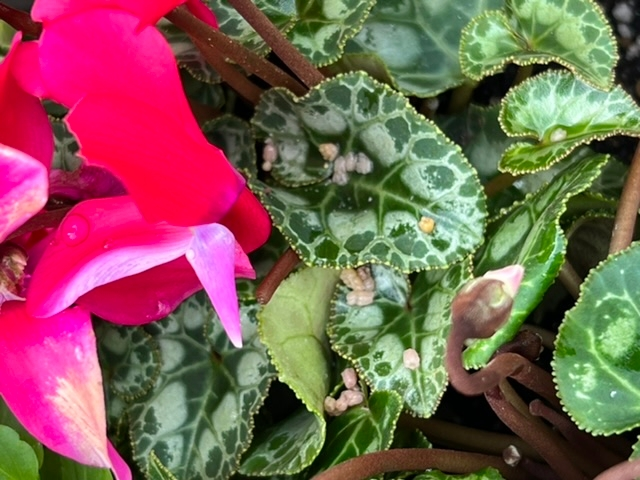 園芸初心者です 今朝 シクラメンの葉っぱになにかが付着していまし Yahoo 知恵袋