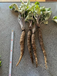 3月に植え滝野川ゴボウを先程収穫しました 100ミリのvu管に市 Yahoo 知恵袋
