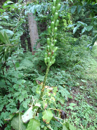 これがなんの植物かわかる方いらっしゃったら教えてください Yahoo 知恵袋