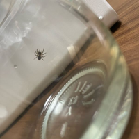 写真見にくくて申し訳ないです この蜘蛛ってなんて種類ですかね ハ Yahoo 知恵袋