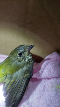 この鳥の名前教えてください よろしくお願いします めじろかと Yahoo 知恵袋