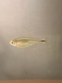 魚の名前について質問させてください 画像の魚を熱帯魚店で購入した Yahoo 知恵袋