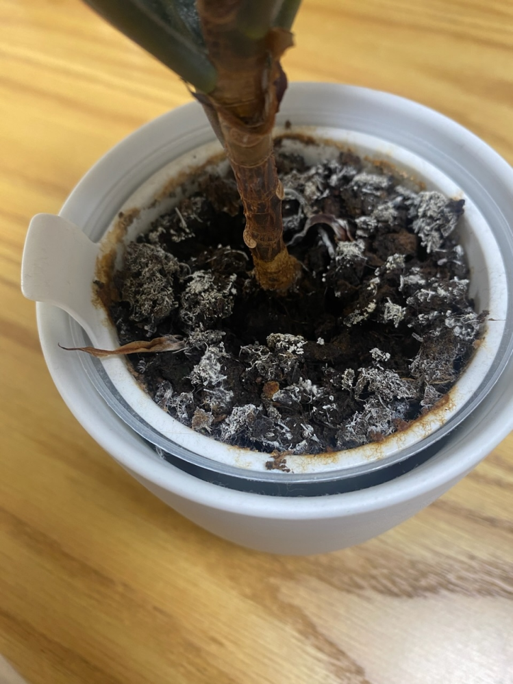 教えてください ゴムの木と葉っぱです 病気や害虫でしょうか 幹は乾燥で Yahoo 知恵袋